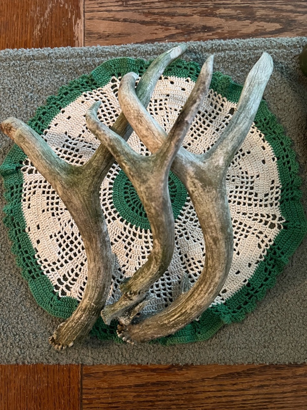 Rustic Green-Brown Antler Accent - Home Accents